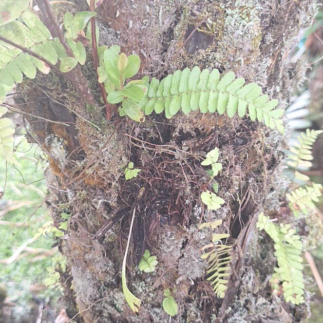 Photo of the plant species Resurrection Fern by @WisePurpleanise named Drake on Greg, the plant care app