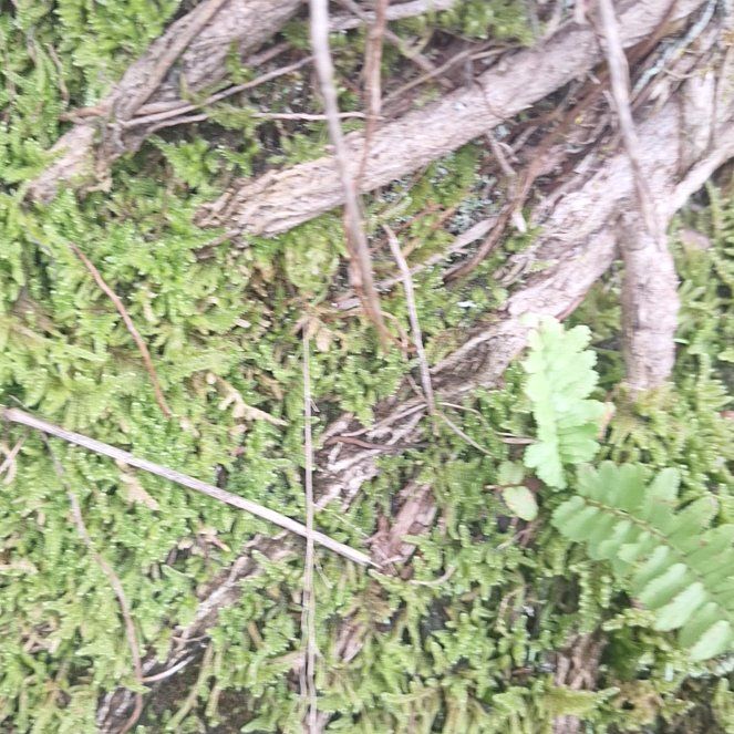 Photo of the plant species Ebony Spleenwort by @WisePurpleanise named Anne on Greg, the plant care app