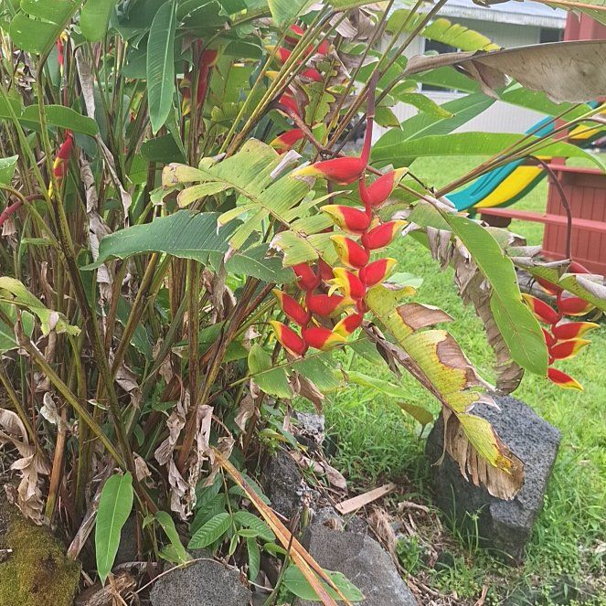 Photo of the plant species Hanging Lobster Claw by @WisePurpleanise named Figyonce on Greg, the plant care app