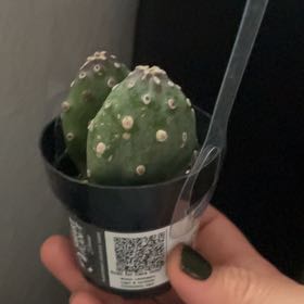 Photo of the plant species Opuntia quitensis 'Johnson's Hybrid' by @ZanySucc27 named ChloroPhil on Greg, the plant care app