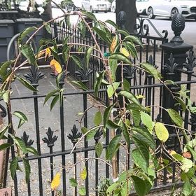 Photo of the plant species Weeping cherry blossom tree by @GladOakmoss39 named Ronaldo on Greg, the plant care app