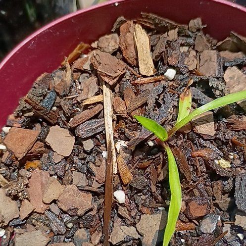 Photo of the plant species Orchid by @HotBucaneve74 named Hemingway on Greg, the plant care app
