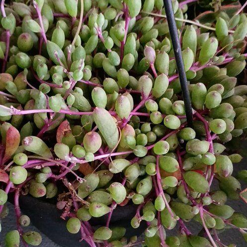 Photo of the plant species Othonna Capensis Ruby Necklace by @HotBucaneve74 named Lebron on Greg, the plant care app
