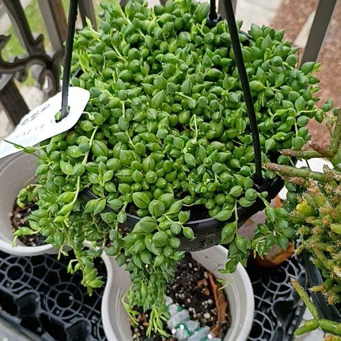 Photo of the plant species String of Tears by @HotBucaneve74 named James Dean on Greg, the plant care app