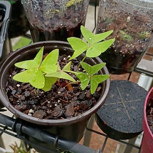 Photo of the plant species Broadleaf Woodsorrel by @HotBucaneve74 named Scarlett on Greg, the plant care app