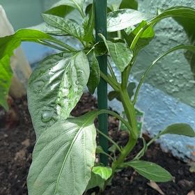 Photo of the plant species Anaheim Pepper by @TryTearose66 named Surya on Greg, the plant care app