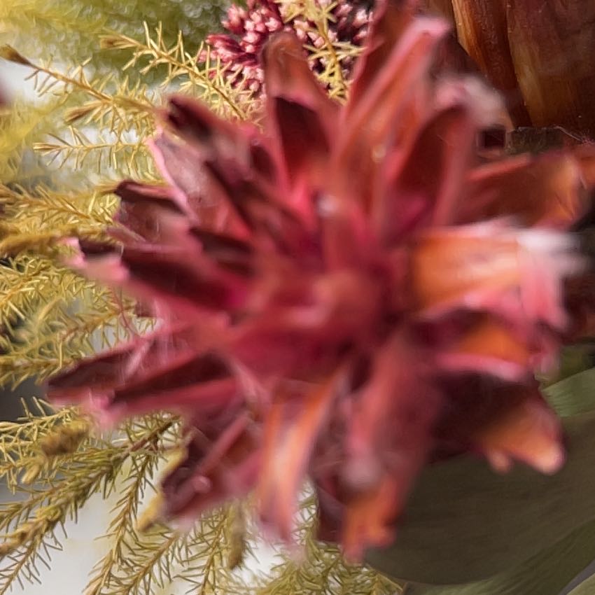 Photo of the plant species Torch Ginger by @AnewMoonwort12 named Plato on Greg, the plant care app
