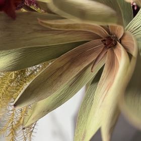 Photo of the plant species Shaving Brush Tree by @AnewMoonwort12 named Queen on Greg, the plant care app