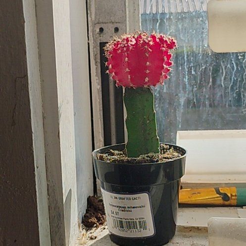 Photo of the plant species Grafted Cactus by @JollyTauhinu30 named Red Rosy on Greg, the plant care app