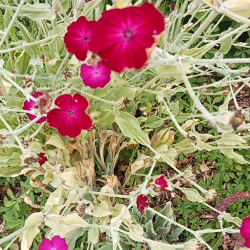 Photo of the plant species Rose Campion by @BelovedCarrot45 named Kardashian on Greg, the plant care app