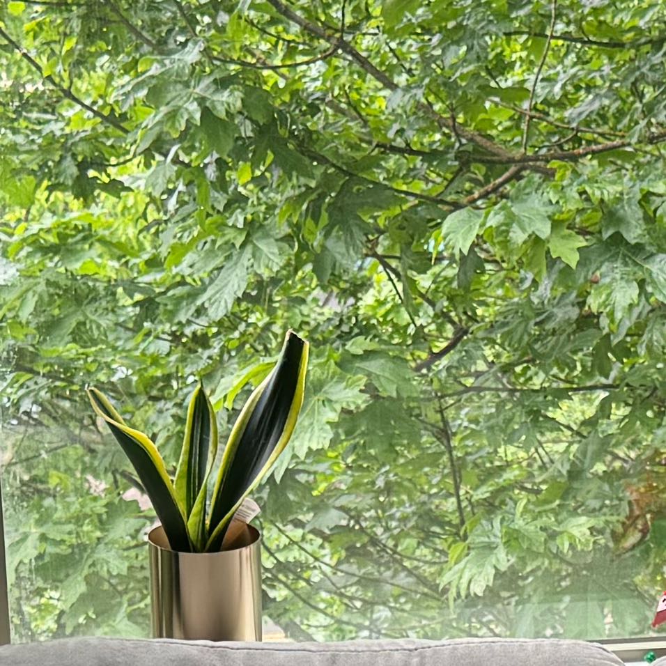 Photo of the plant species Black Gold Snake Plant by @VocalCurryplant named Treeyoncé on Greg, the plant care app