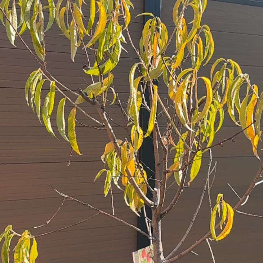 Photo of the plant species Mayfire Nectarine Tree by @PlenteousKaro25 named Wall-E on Greg, the plant care app