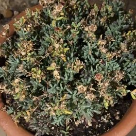 Photo of the plant species Vygie by @PluckyBluesage named Harper on Greg, the plant care app