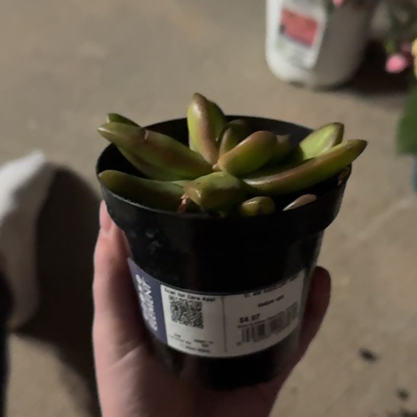 Photo of the plant species Assorted Pachysedum by @DearSiricote16 named Wall-E on Greg, the plant care app