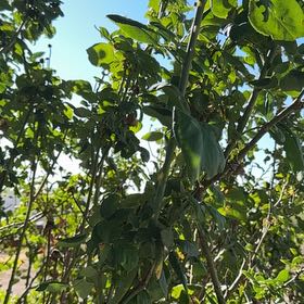 Photo of the plant species Manila Tamarind by @HipDragonwing64 named Bruce Lee on Greg, the plant care app
