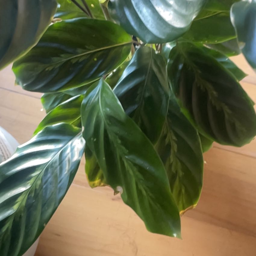 Photo of the plant species Prayer Plant by @CrucialFord named Pax on Greg, the plant care app