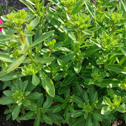 Photo of the plant species Cushion Spurge by @LeadingRosea90 named Einstein on Greg, the plant care app