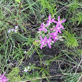 Photo of the plant species Autumn Onion by @IdolBlackbent49 named Doja Cat on Greg, the plant care app