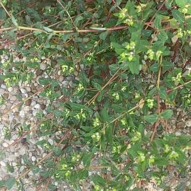 Photo of the plant species Hyssopleaf Sandmat by @IdolBlackbent49 named Queen on Greg, the plant care app