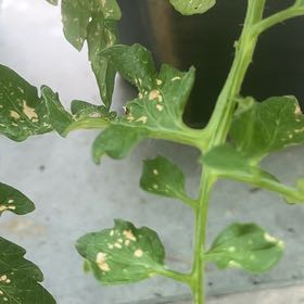 Photo of the plant species Garden Yellow Rocket by @GlamorousAtom named Daphne on Greg, the plant care app