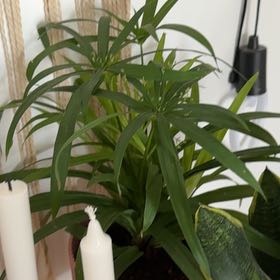 Photo of the plant species Cyperus diffusus var. diffusus by @ShapelyChia29 named Shakira on Greg, the plant care app