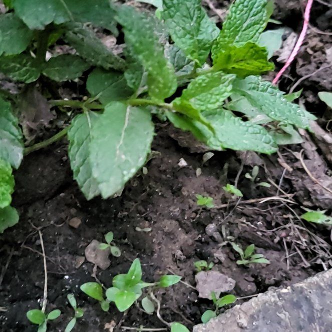 Photo of the plant species Sweet Mint by @FitTutsan90 named Aristotle on Greg, the plant care app