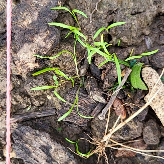 Photo of the plant species Carrot 'Mf' by @FitTutsan90 named Baesil on Greg, the plant care app