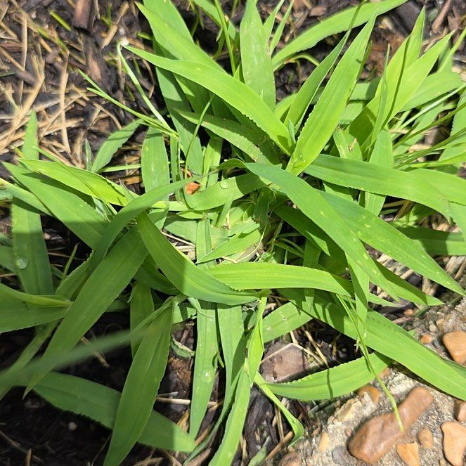 Photo of the plant species Southern Crabgrass by @AliveOxlip56 named Daphne on Greg, the plant care app