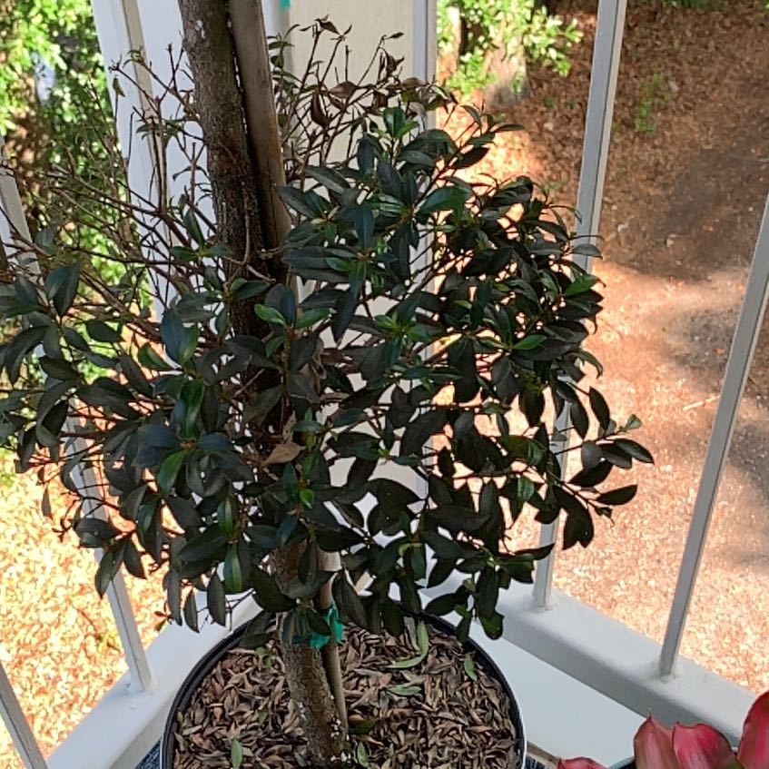 Photo of the plant species Eugenia by @NewTwister95 named Rosa on Greg, the plant care app