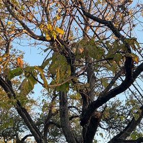 Photo of the plant species Catalpa by @FitRuby19 named Diana on Greg, the plant care app