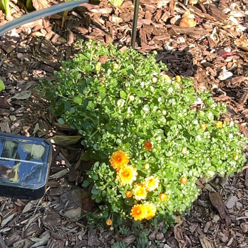 Photo of the plant species Chrysanthemum 'Salsa' by @UberNoognug0 named Sahara on Greg, the plant care app