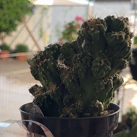 Photo of the plant species Ming Thing Cactus by @UberNoognug0 named Orwell on Greg, the plant care app