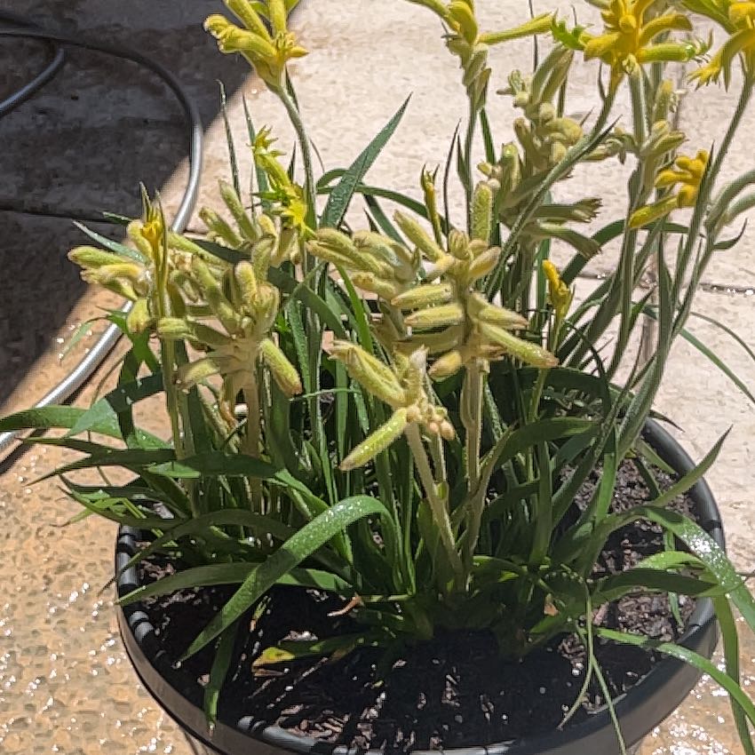 Photo of the plant species Yellow Kangaroo Paw Fern by @UberNoognug0 named Sigmund on Greg, the plant care app