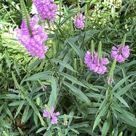 Photo of the plant species Obedient Plant by @WhollyNapaea78 named Cleopatra on Greg, the plant care app