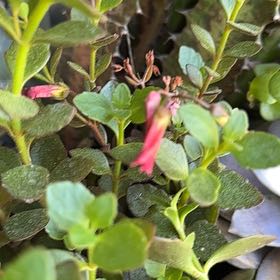 Photo of the plant species Northern Twinflower by @BodaciousRye38 named Prince on Greg, the plant care app