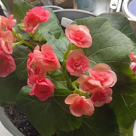 Photo of the plant species Begonis rieger by @TryDogviolet67 named LiloStitch on Greg, the plant care app