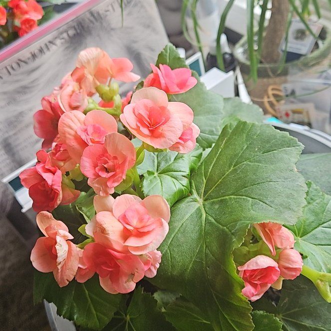 Photo of the plant species Begonis rieger by @FreshAvocado35 named Blossom on Greg, the plant care app