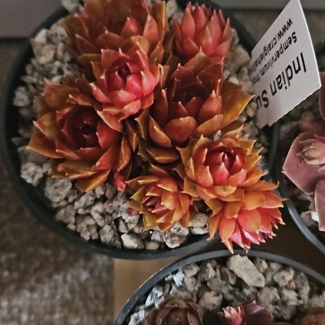 Photo of the plant species Sempervivum 'Sam' by @PlayfulLichen named Indian Summer on Greg, the plant care app