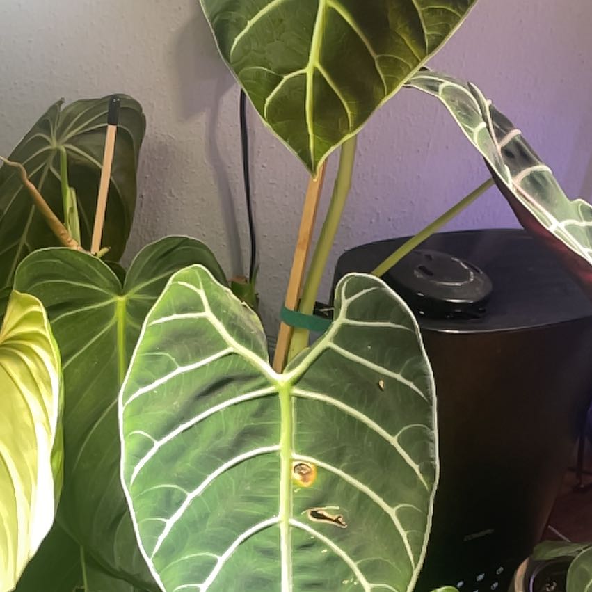 Photo of the plant species Alocasia Watsonia by @HotLemon46 named Mollie on Greg, the plant care app