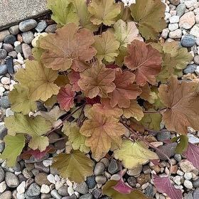 Photo of the plant species Alum Root by @YeveScallions4 named Bruce Lee on Greg, the plant care app