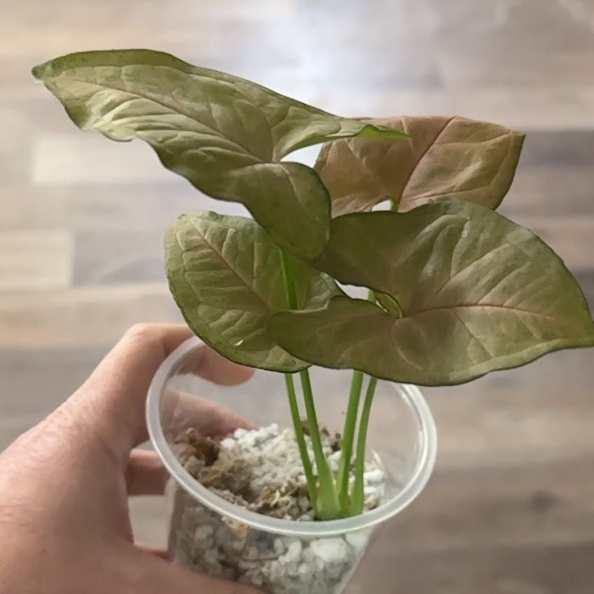 Photo of the plant species Regina Red Arrowhead Vine by @GnarlyRhipsalis named Bieber on Greg, the plant care app