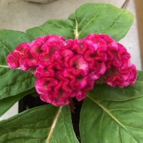 Photo of the plant species Celosia Twisted Yellow by @LovingBeech40 named Emerson on Greg, the plant care app