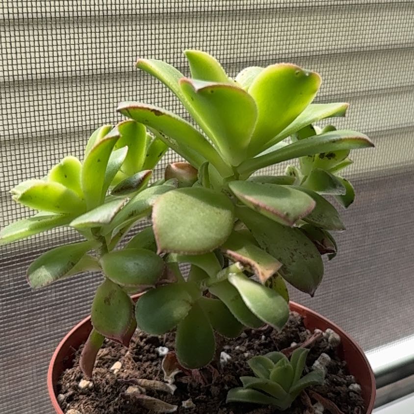 Photo of the plant species Green Pinwheel by @DinkumRedsage26 named Rainier on Greg, the plant care app
