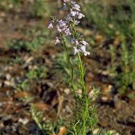 Photo of the plant species Texas Toadflax by @WinHardpine92 named Clooney on Greg, the plant care app