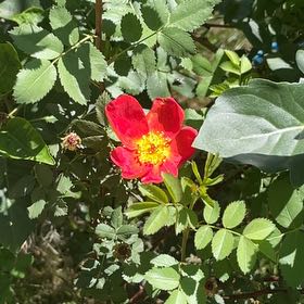 Photo of the plant species Rosa Gymnocarpa by @PotentIcarus43 named Homer on Greg, the plant care app