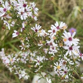 Photo of the plant species Heath Aster by @SteadyGalega52 named Figyonce on Greg, the plant care app
