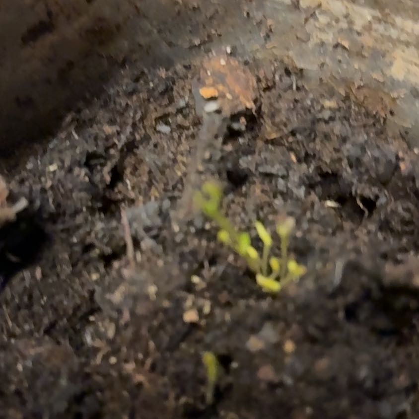 Photo of the plant species Whisk Fern by @SteadyGalega52 named Anne on Greg, the plant care app