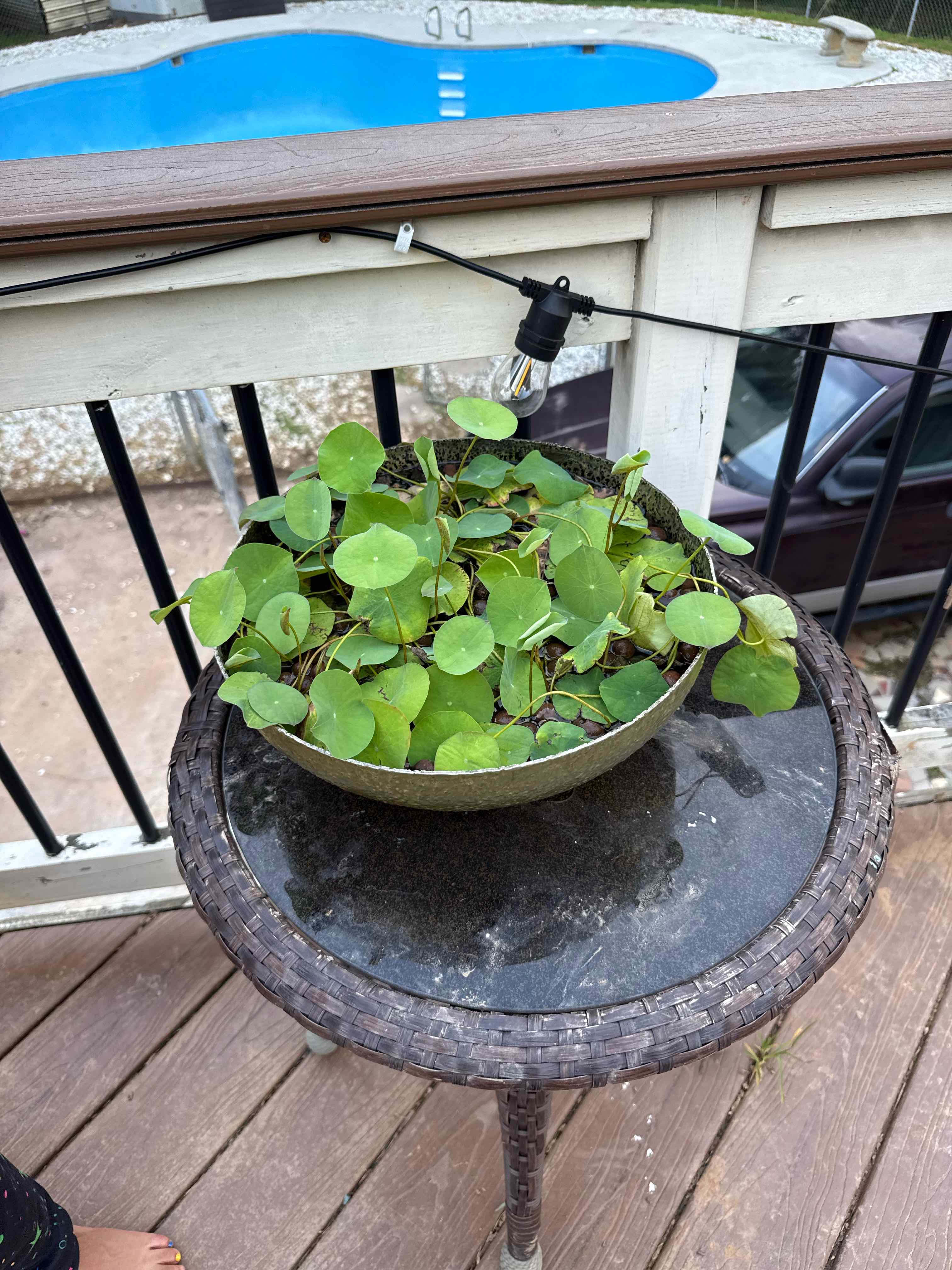 Photo of the plant species Lotus by @VipZzplant67 named Lavender on Greg, the plant care app