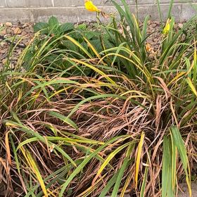Photo of the plant species Reblooming Daylily by @FreshMaypop30 named Kendall on Greg, the plant care app