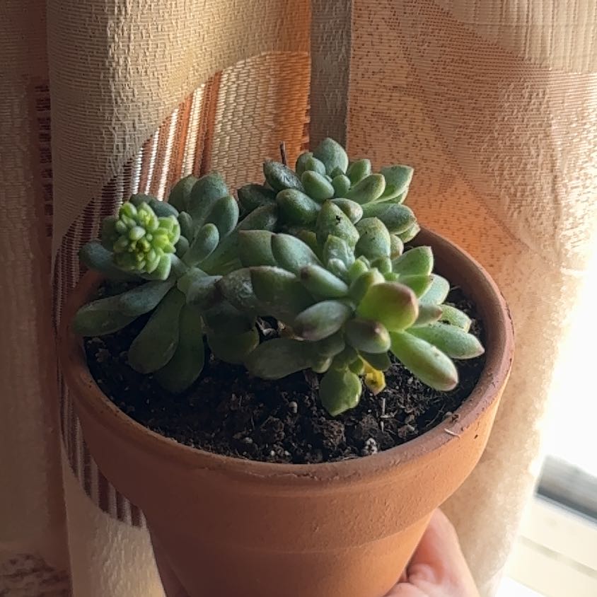 Photo of the plant species Echeveria Ruby Kissed by @JocularLemon86 named Captain Plant-it on Greg, the plant care app